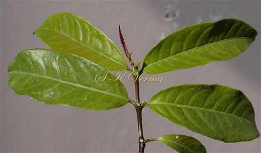  Young Shoot showing Leaves in Adaxial View